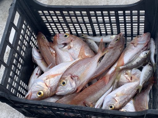 Manthos Fishing Trip Agia Galini